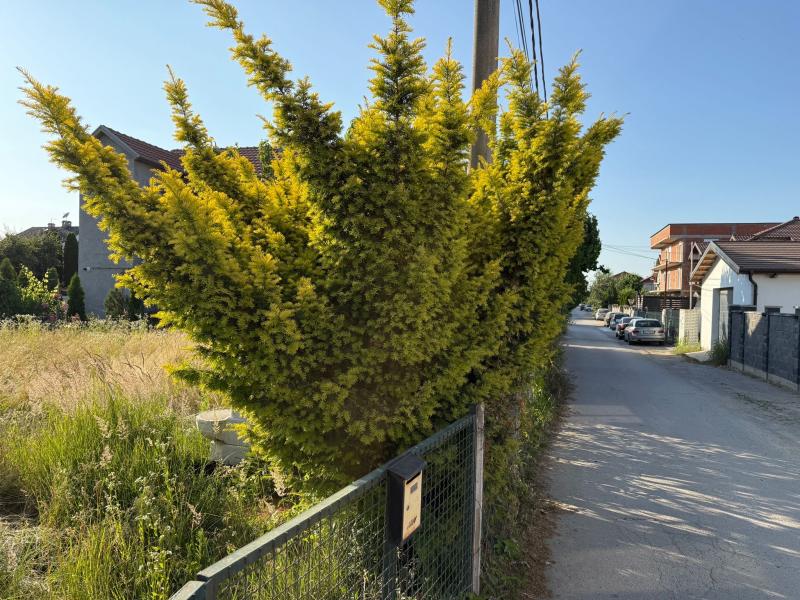 Ledine - ,Njegoševa-5